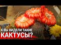 Необычные виды кактусов