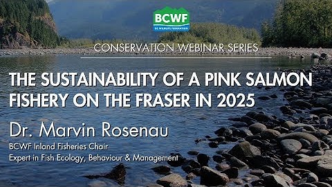 The Sustainability of a Pink Salmon Fishery on the Fraser in 2025