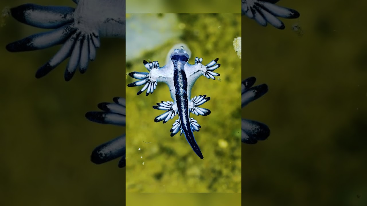 Miniatura de ¡Dragón Azul del Mar! La Fascinante Babosa Marina