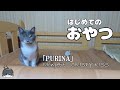 はじめてのおやつ！／ピュリナ モンプチ クリスピーキッス「Purina Monpetit CRISPY KISS」を食べてみた！／cat's first snack