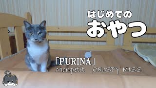 はじめてのおやつ！／ピュリナ モンプチ クリスピーキッス「Purina Monpetit CRISPY KISS」を食べてみた！／cat's first snack