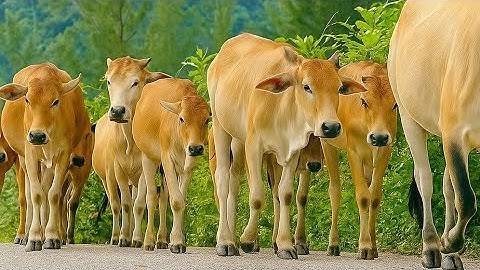 iring iringan sapi lembu jinak berjalan rapi mengikuti kawanan, sapi ternak, suara sapi moo