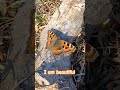 Butterfly Forest Love 