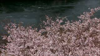 The Kokinshû.  Spring Poems. Part I, 43  Ise - With each spring / Соцветья сливы...