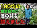 100均ダイソーの観葉植物がとんでもない事になりました。。。　　【園芸超人カーメン君】