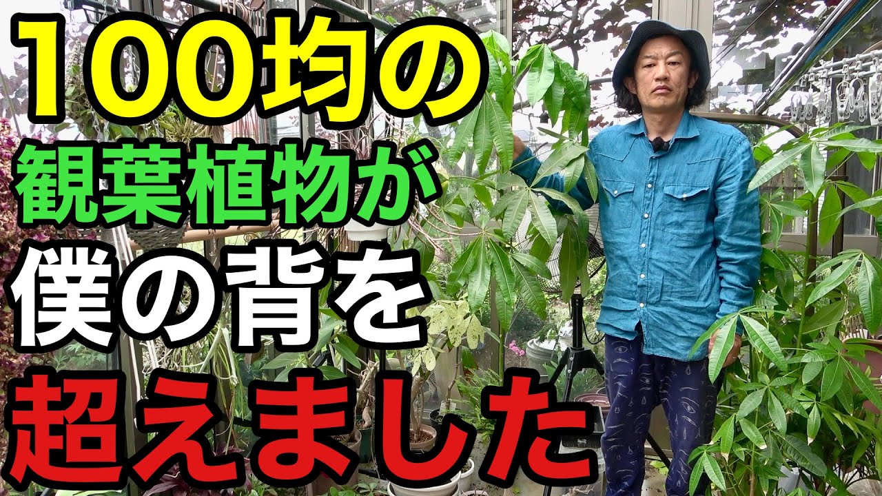100均ダイソーの観葉植物がとんでもない事になりました。。。　　【園芸超人カーメン君】