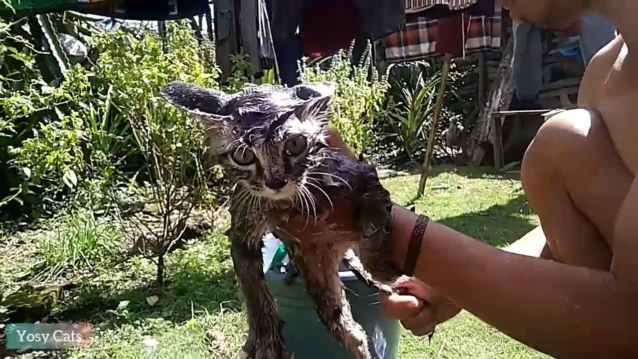 7 Cara Mengatasi Belekan Pada Anak Kucing Arenahewan Com 7 Cara Mengatasi Belekan Pada Anak Kucing Arenahewan Com