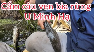 Cắm câu cá trê vàng ven bìa rừng U Minh Hạ. Cắm câu cá lóc rừng u minh hạ. #lytuongvlogs