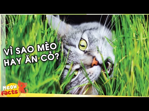 Cỏ lúa mì cho mèo - Đây là lý do vì sao mèo ăn cỏ và tác dụng của cỏ lúa mì - Mèo La Liếm | Foci