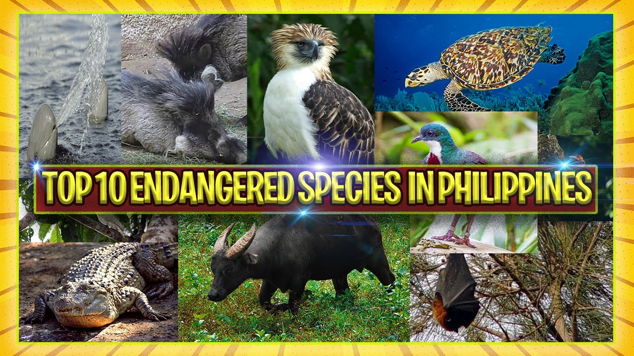 TOP 10 ENDANGERED SPECIES IN PHILIPPINES YouTube TOP 10 ENDANGERED SPECIES IN PHILIPPINES YouTube