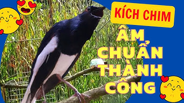 Chòe than già rừng hót buổi sáng cực hay Luyện giọng chim hót mỗi ngày | Kích chòe than hót căng lửa