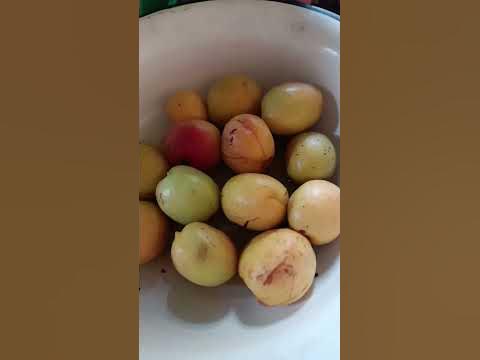 Сумая@ - YouTube