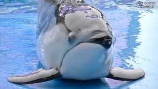 名古屋港水族館の動画集 part4（イルカ・ベルーガ・シャチ）