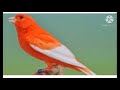 Masteran Kenari Af Gacor Jahat Di Jamin Langsung Nyaut Mas Yoga Channel Mp3 - Mp4 Download
