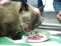 Кошка после удаления опухоли верхней челюсти.