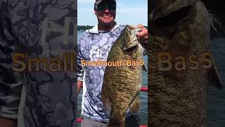 Largemouth Bass VS Smallmouth Bass