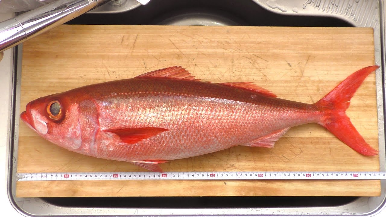 5kg近いハチビキをさばく How To Fillet A Japanese Rubyfish Youtube