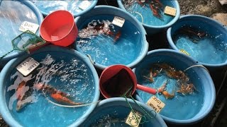 Fishy business at KL's Pudu market