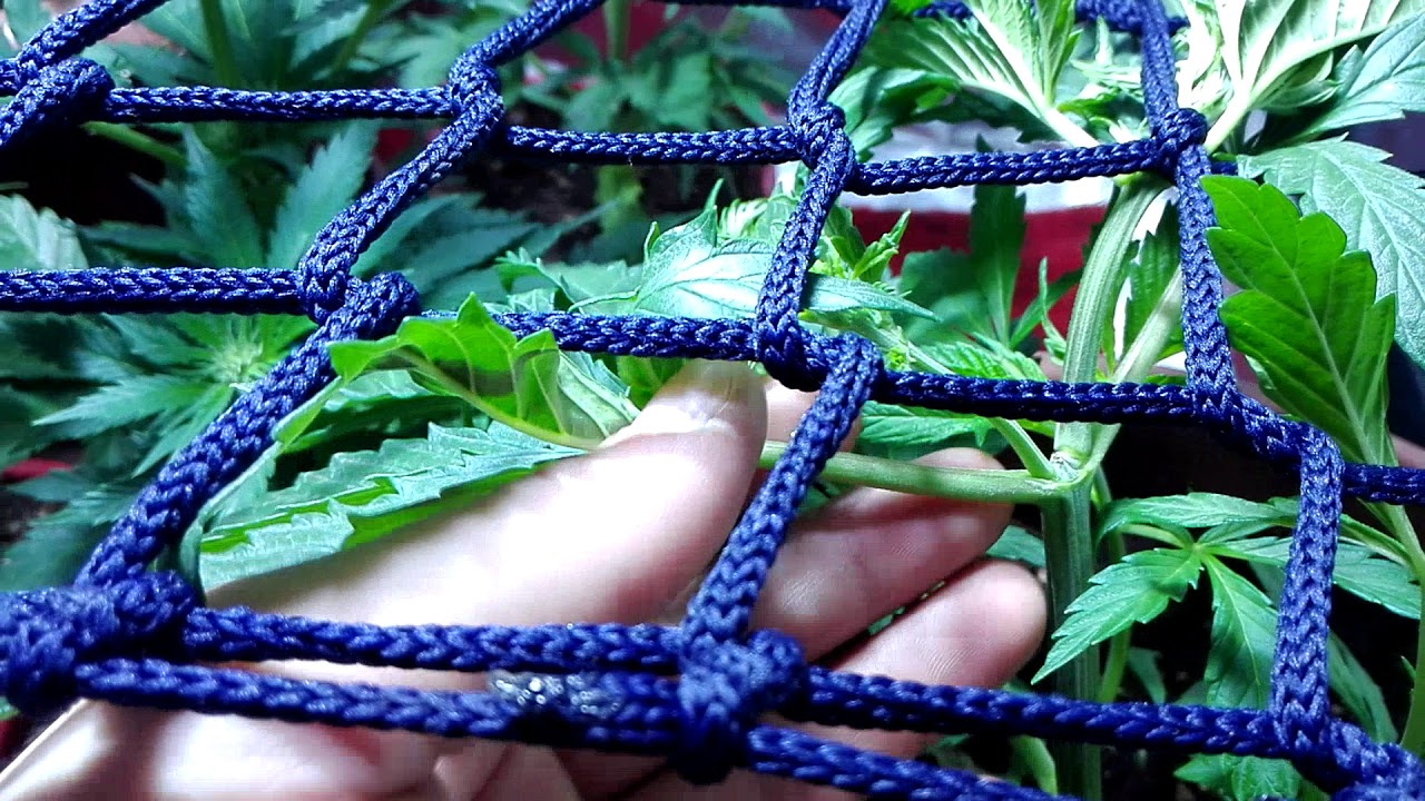 Semana 5 Seguimiento NL5 Haze Mist, Sour Diesel y Auto Critical