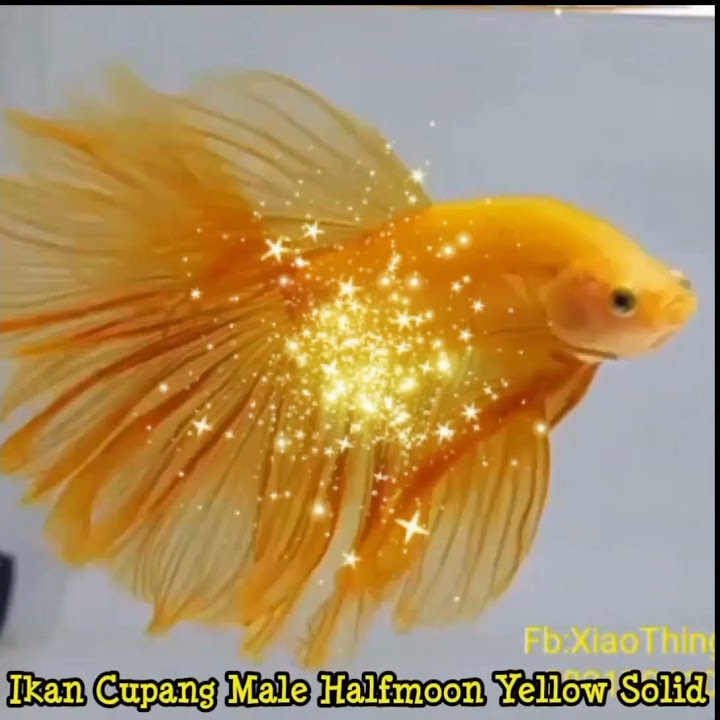 #SHORTS / IKAN CUPANG HALFMOON YELLOW SOLID - TERMAHAL