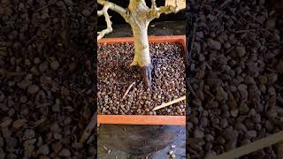 working on a purple beech tree part 1 #bonsai #spring #Garden #workshop