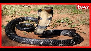 Baringo residents live in fear of debilitating snake bites