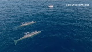 Local whale watching company spots 2 sperm whales off San Diego coast