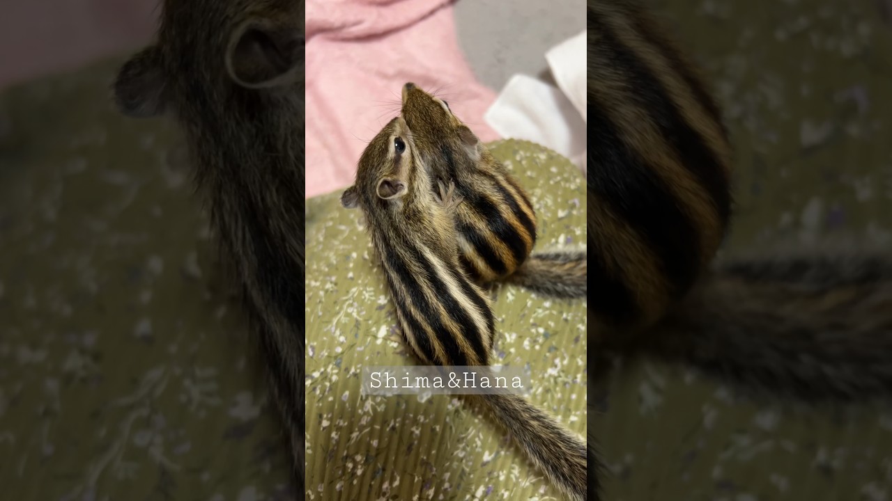 シマリスベビーのはなちゃん、お兄ちゃんが気になる🐿️シマリスのはな🌸シマリスのしまちゃん #shorts