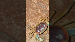 Mr Krabs
