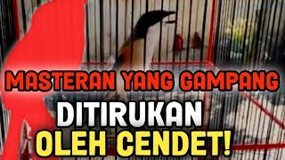 Jenis Masteran Yang Gampang Diterima/Ditirukan Oleh Cendet‼️