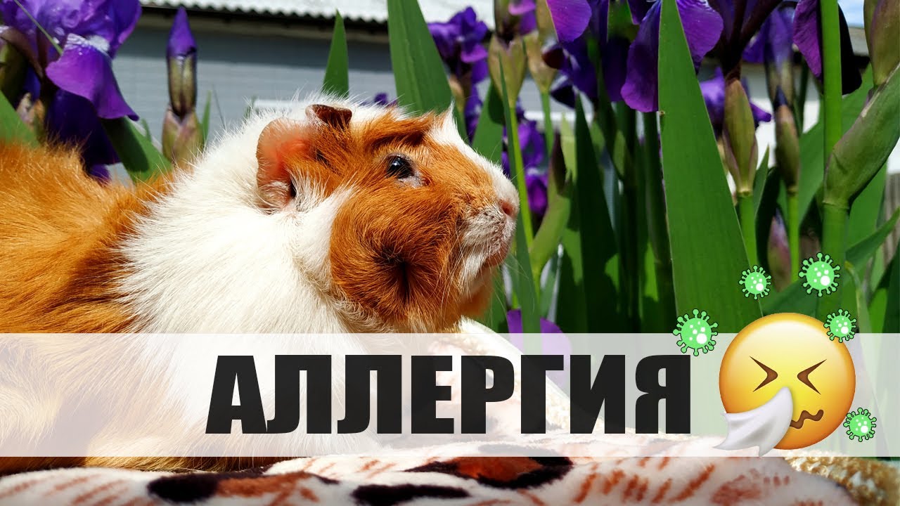 АЛЛЕРГИЯ НА МОРСКИХ СВИНОК. СКИННИ. БОЛДУИН