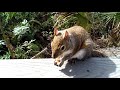 CUTE SQUIRREL in  FLORIDA NATURE 🙂🐿