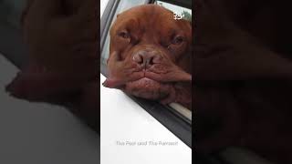 Dog's Jowls Flap Around During Car Ride | From The Vault