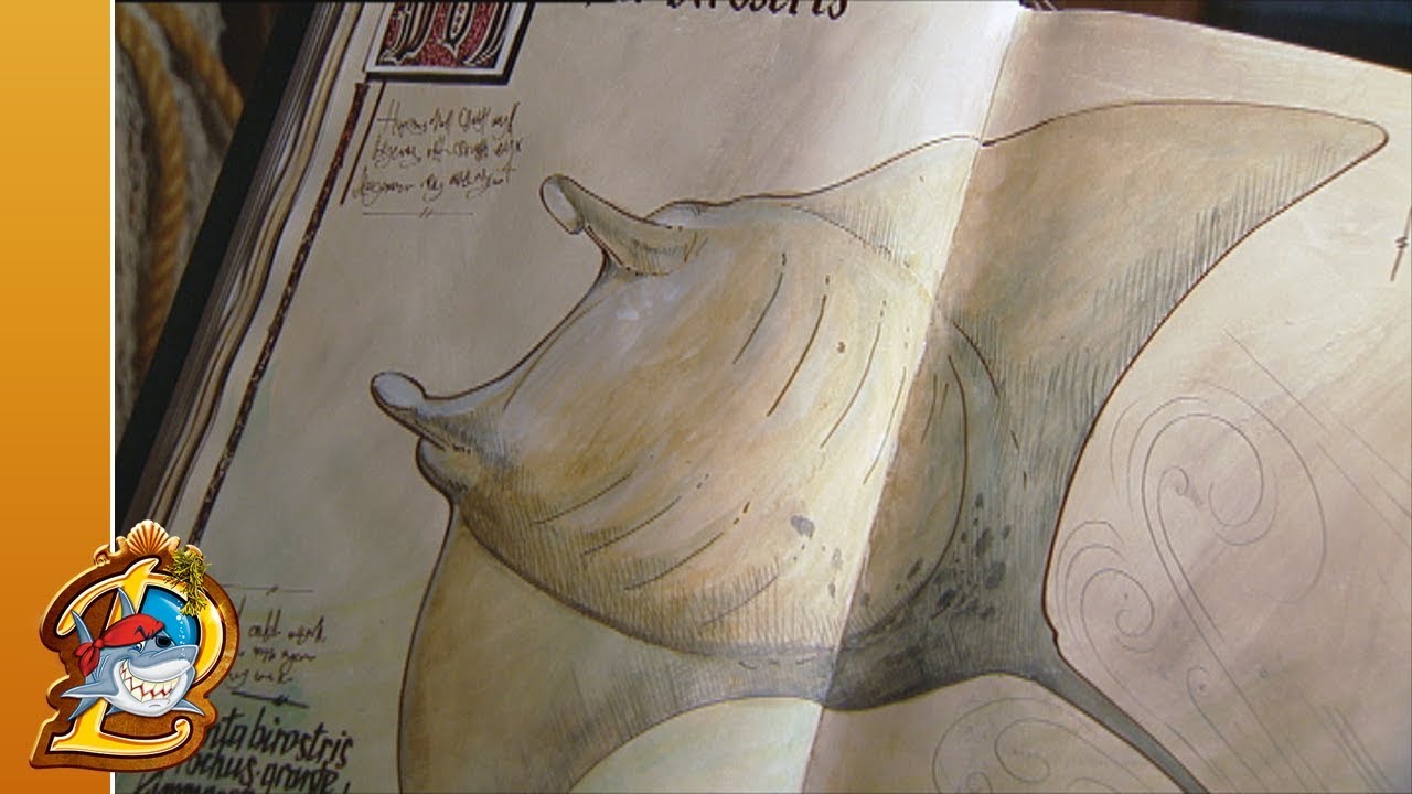 Manta - Piet Piraat Wonderwaterwereld