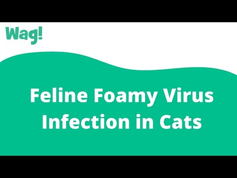 Video: Feline Foamy Virus Infection Sa Cats