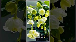 फूल – सुंदरता और सादगी की पहचान 🌸 | Positive Thoughts#motivational #ytshorts 🌹