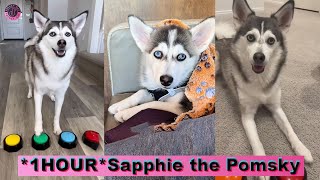 Sapphie the Pomsky New TikTok Compilation 2023 | Best @sapphie_the_pomsky TikTok Videos