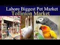 Tollinton Market Lahore | Pets and Birds Market | Cat's Market | Birds Fantasy | ٹولنٹن مارکیٹ |