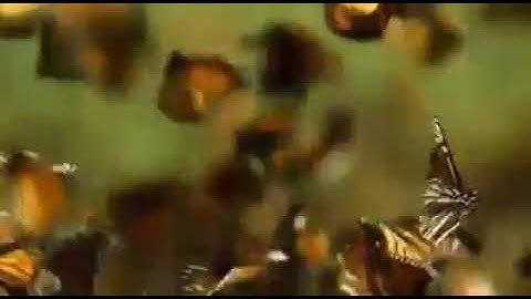 مقطع رائع للشيخ #المنشاوى من سورة البلد 🥰🥰