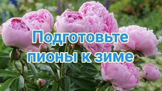 картинка: Подготовка пионов к зиме  Обрезка  Подкормка  Лечение  Укрытие