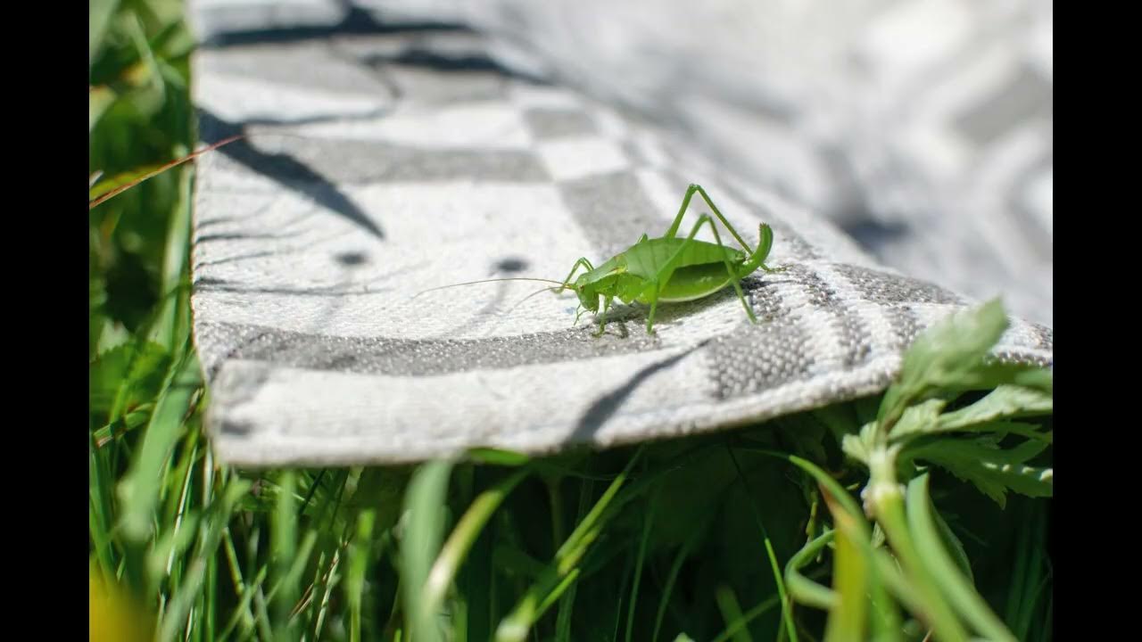 Single Cricket Chirp Sound Effect Single Cricket Chirp Sound Effect