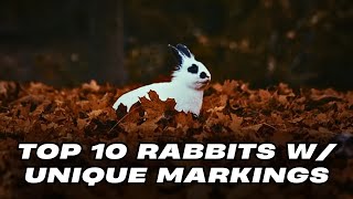 Top 10 Rabbit Breeds with Unique Markings by Pets Life 324 views 2 months ago 8 minutes, 4 seconds