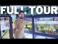 Cichlids plecos and more in this full fishroom tour