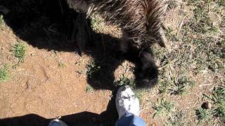 Information Emu mating dance. News