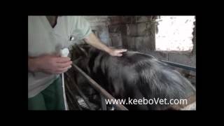 Check Pregnancy In Swine, Using KX5000V Animal Scanner