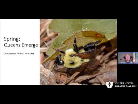 Video: Hoe om hommeltuie vir tuinmaak te gebruik – leer meer oor tuinmaak met hommeltuie