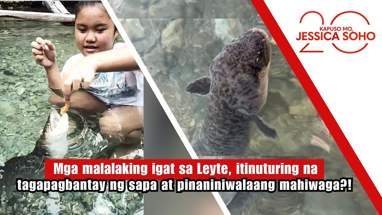Mga malalaking igat, tagapagbantay ng sapa at pinaniniwalaang mahiwaga?! | Kapuso Mo, Jessica Soho
