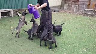 belgian malinois kennel / أحسن سلالة مالينوا شاربوني في المغرب