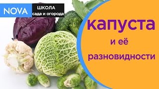 Сорта капусты. Разновидности и сорта капусты.Обзор.NOVA Сорта капусты. Разновидности и сорта капусты.Обзор.NOVA