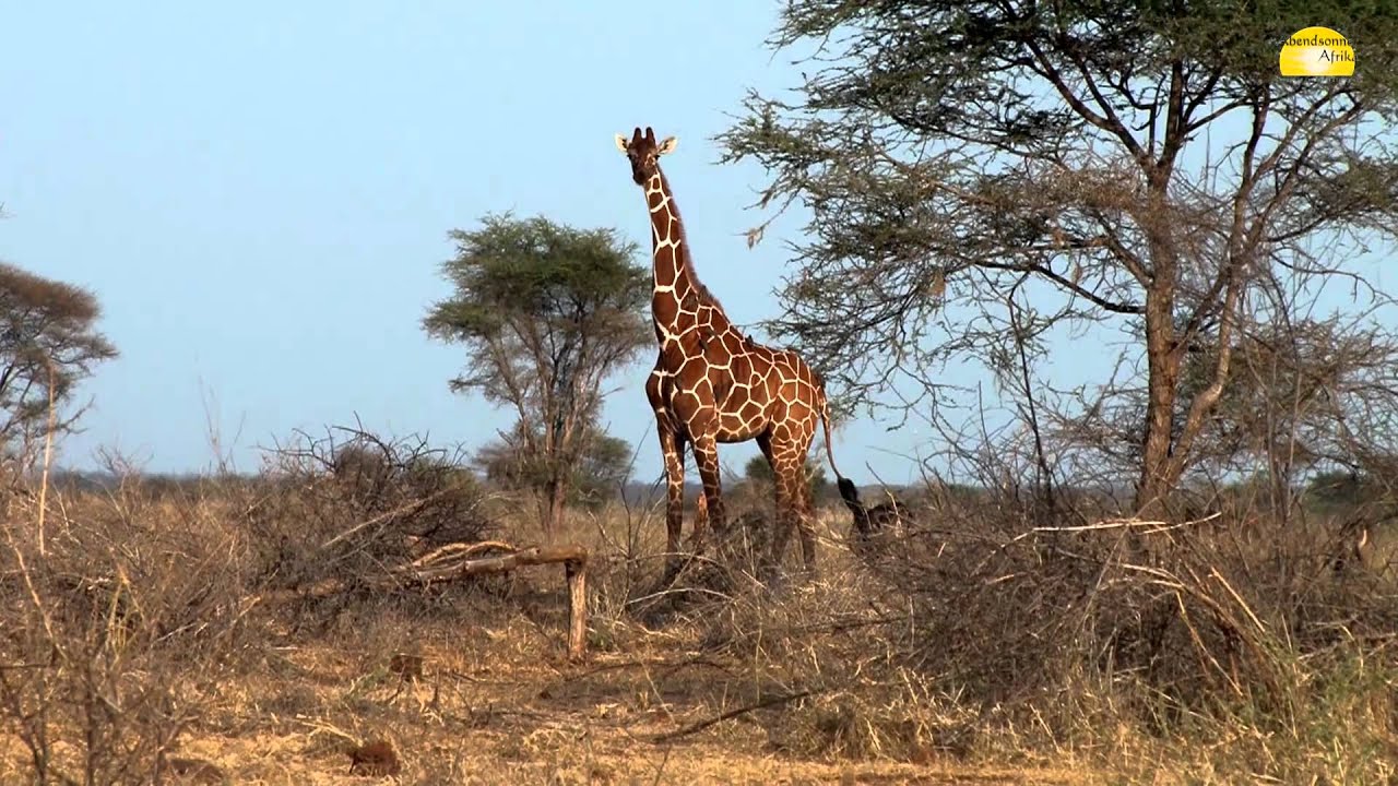 Elsa S Kopie Meru Nationalpark Kenia C Abendsonne Afrika Youtube